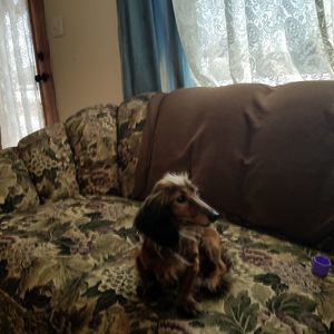 Meet your Posher, Donna